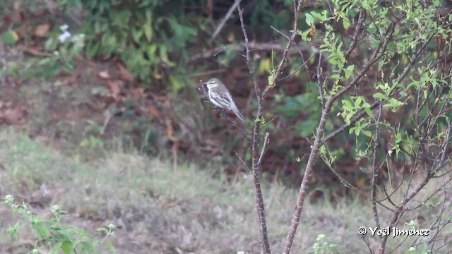 White-shouldered Triller - ML201088451