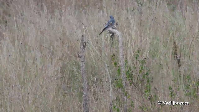 Wallacean Cuckooshrike - ML201088491