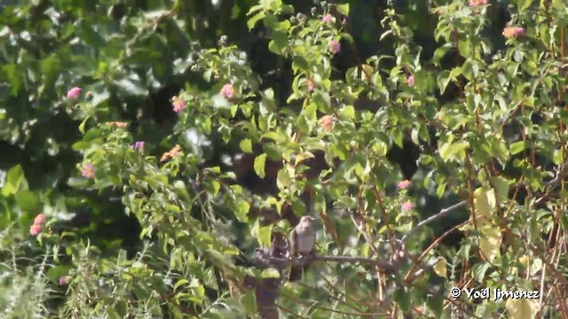 Horsfield's Bronze-Cuckoo - ML201088511