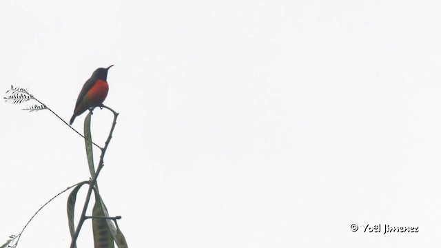 Flame-breasted Sunbird - ML201088521