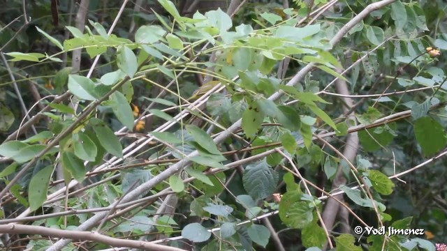 Yellow-spectacled White-eye - ML201088531