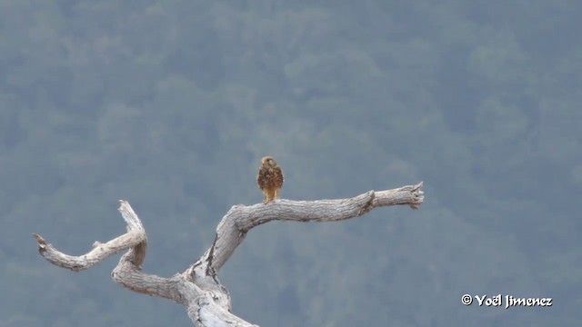 Spotted Kestrel - ML201088551