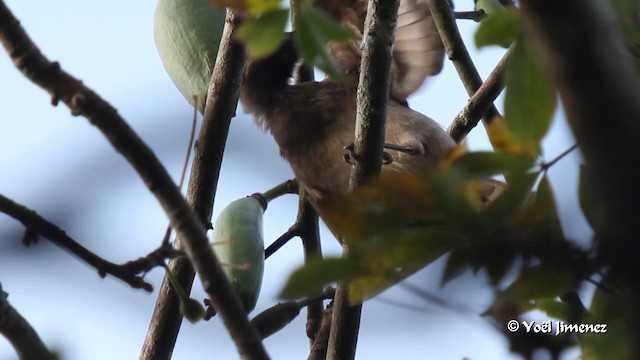 Шлемоклювый кожеголов (buceroides/neglectus) - ML201088581