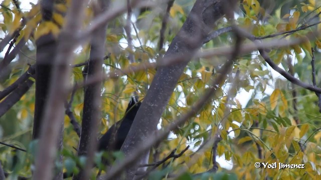 Flores Crow - ML201088601