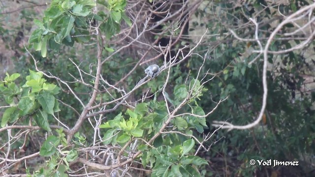 White-shouldered Triller - ML201088611