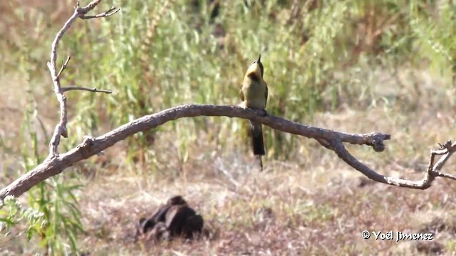 Rainbow Bee-eater - ML201088631