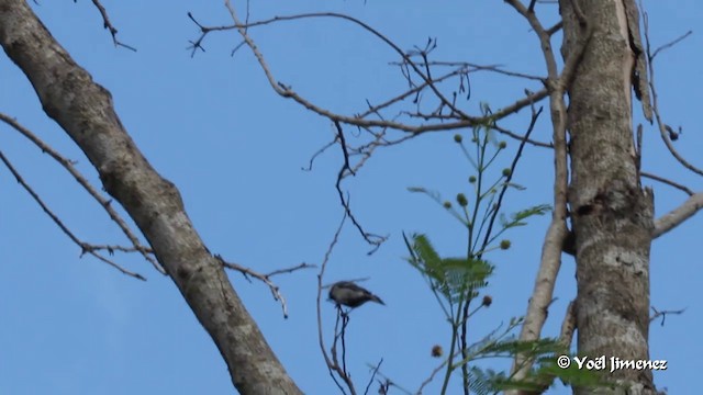 Cinereous Tit - ML201088641