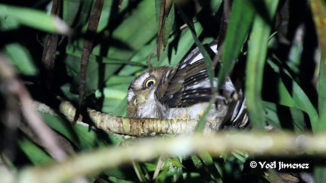 Flores Scops-Owl - ML201088731