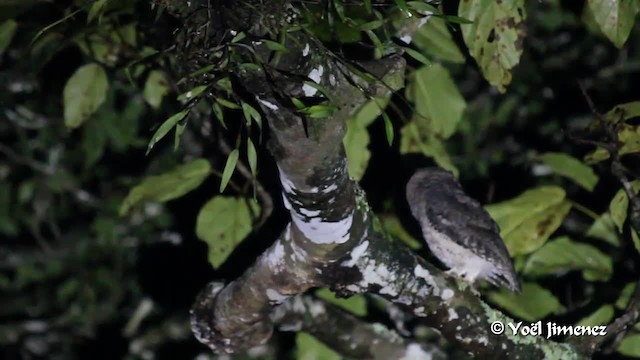 Flores Scops-Owl - ML201088751