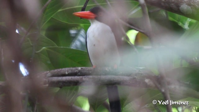 White-rumped Kingfisher - ML201088761