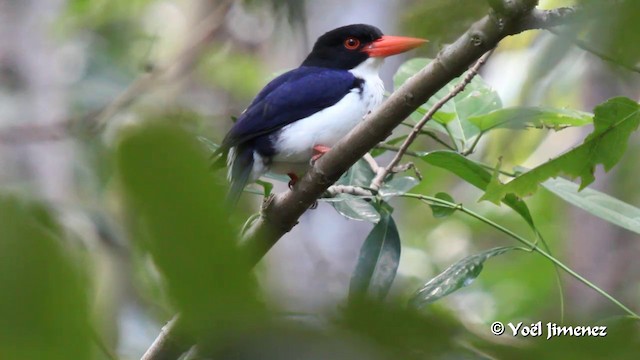 White-rumped Kingfisher - ML201088771