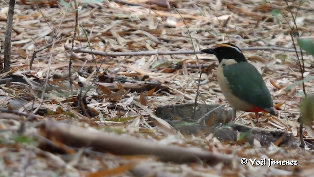 ornatpitta - ML201088781