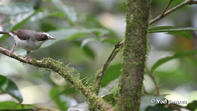 Flores White-eye - ML201088801