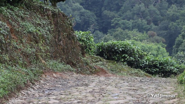 Cave Swiftlet - ML201088811