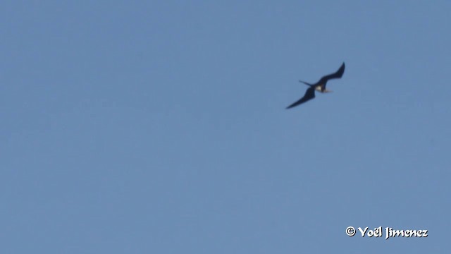 Christmas Island Frigatebird - ML201088821