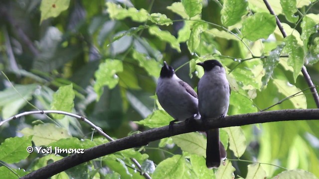 Sooty-headed Bulbul - ML201088871