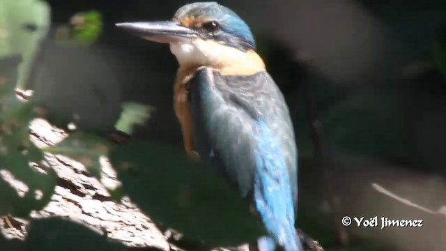 Sacred Kingfisher (Australasian) - ML201088911