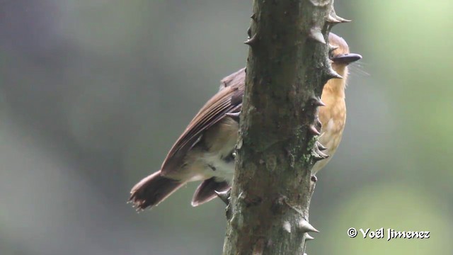 Snowy-browed Flycatcher - ML201088961