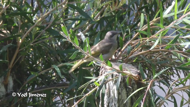 Brown Honeyeater - ML201088991