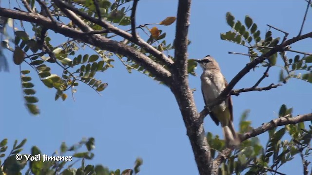 Ak Yüzlü Arapbülbülü - ML201089011