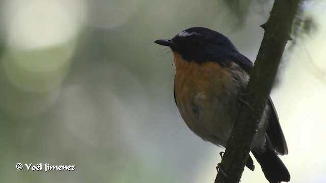 Snowy-browed Flycatcher - ML201089031