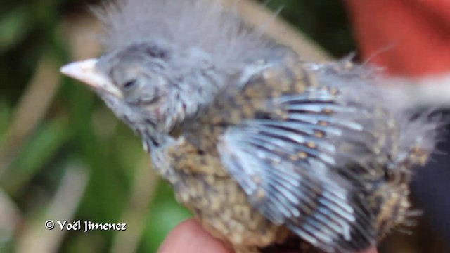 Neblina Tapaculo - ML201089041