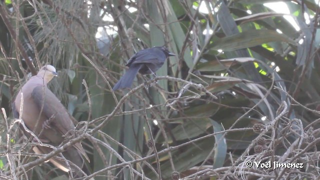 Gobemouche drongo - ML201089101