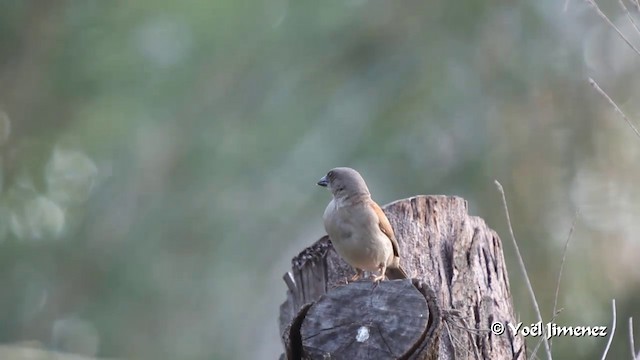 Горобець сіроголовий - ML201089111