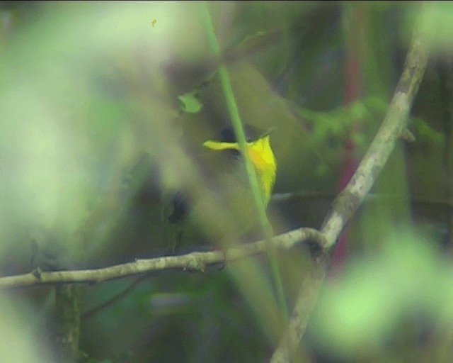 Golden-collared Manakin - ML201089271