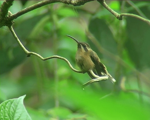 kolibřík proužkohrdlý - ML201089301