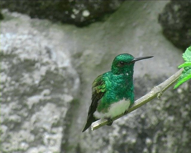 Snowy-bellied Hummingbird - ML201089351