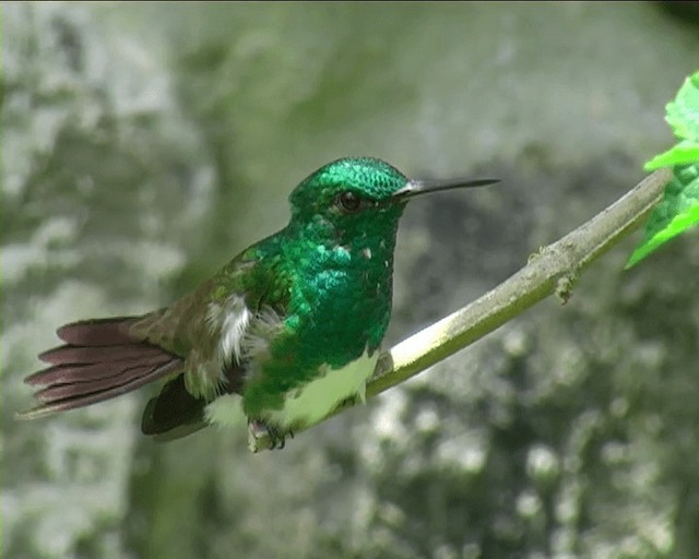 Snowy-bellied Hummingbird - ML201089361