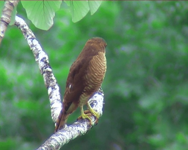 Tiny Hawk - ML201089431