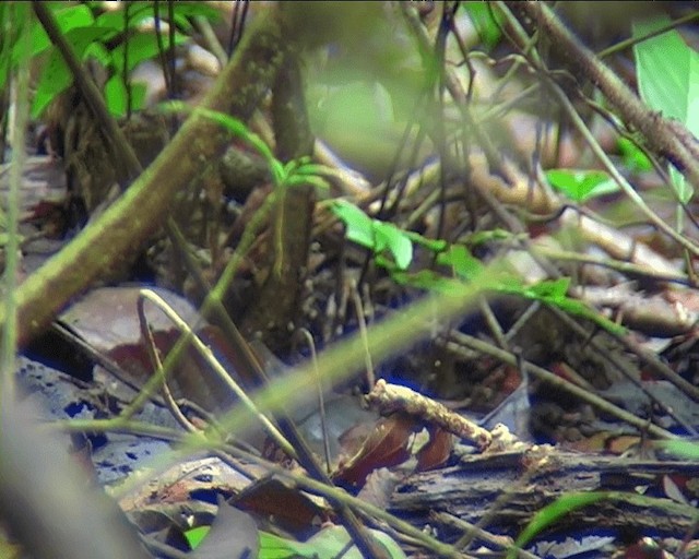 シマムネモリジアリドリ（perspicillatus） - ML201089521