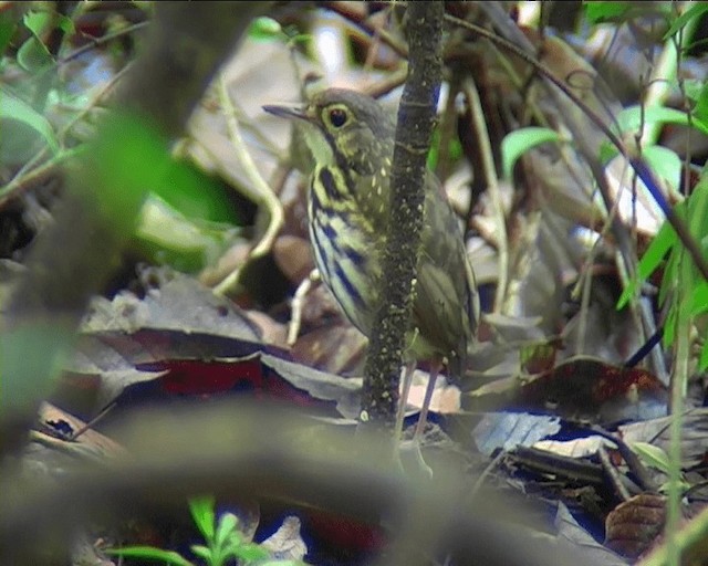 brillemaurpitta (perspicillatus) - ML201089531