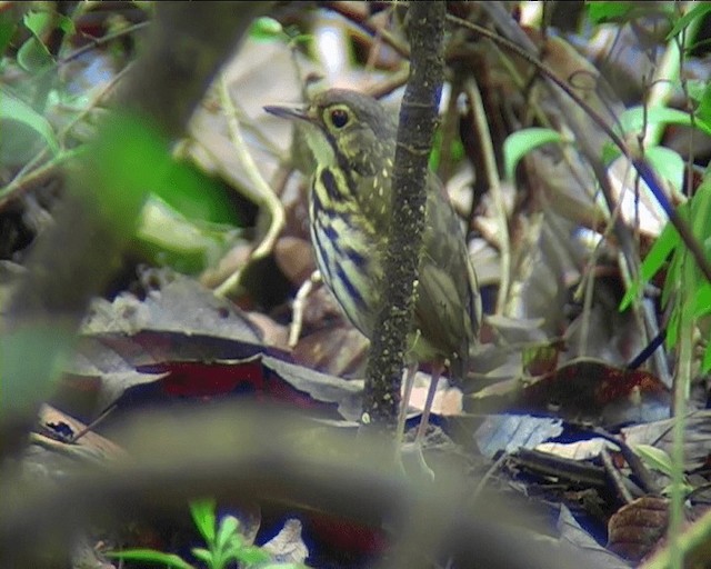 Streak-chested Antpitta (Eastern Panama) - ML201089531