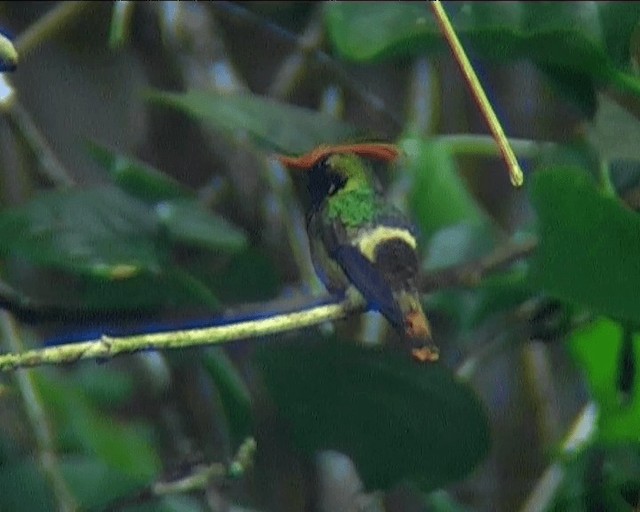 Rufous-crested Coquette - ML201089571