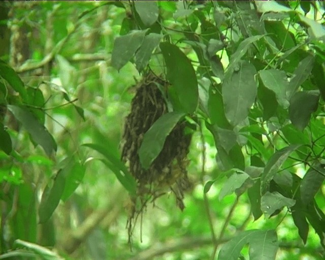 Western Olivaceous Flatbill - ML201089621