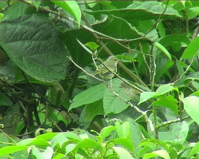 Mistletoe Tyrannulet - ML201089671