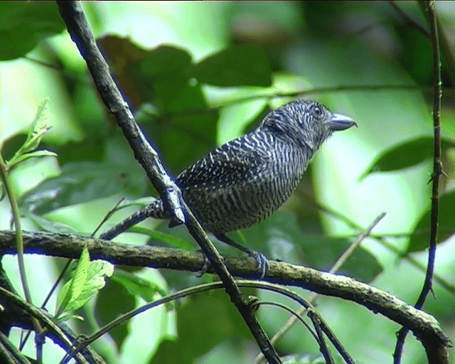 Fasciated Antshrike - ML201089741