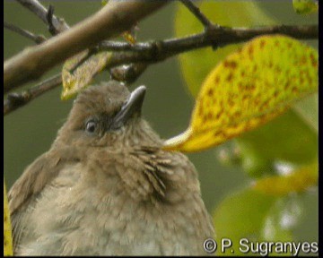 Black-billed Thrush (Drab) - ML201089771