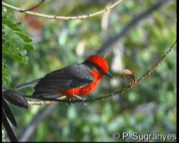 ベニタイランチョウ（saturatus） - ML201089791