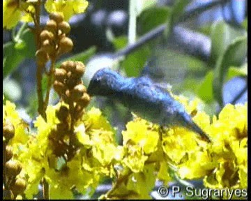 Colibrí de Buffon (grupo buffonii) - ML201089841