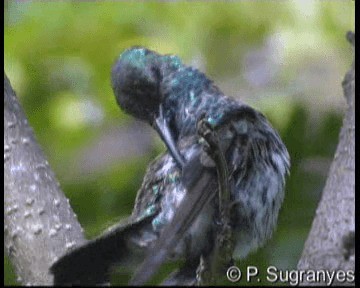 Colibrí de Buffon (grupo buffonii) - ML201089851