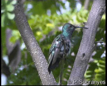 Colibrí de Buffon (grupo buffonii) - ML201089861