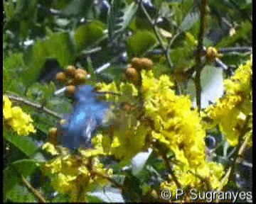 Colibrí de Buffon (grupo buffonii) - ML201089871