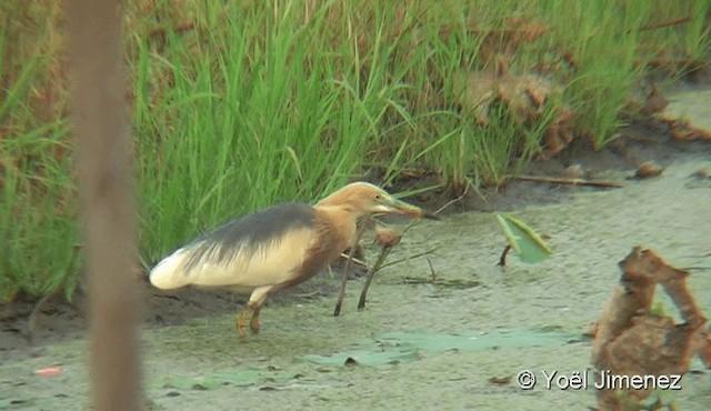 Javan Pond-Heron - ML201090561