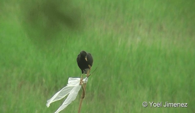 Great Myna - ML201090621