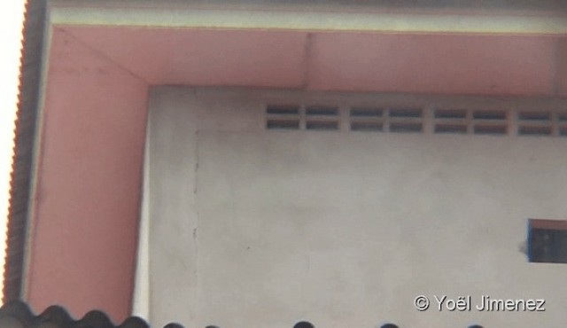 White-nest Swiftlet (Germain's) - ML201090711