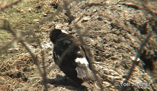 Siamese Pied Starling - ML201090861